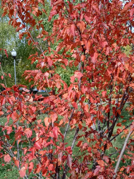 Feuilles de chêne rouge à l'automne — Photo