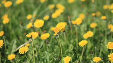 Bahar günü karahindiba