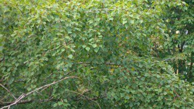 Kuru gün yeşil yapraklar