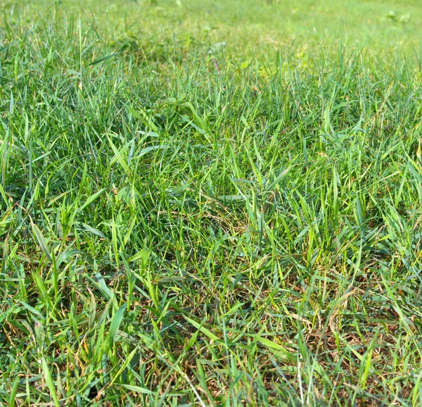 Green grass at dry day — Stock Photo, Image