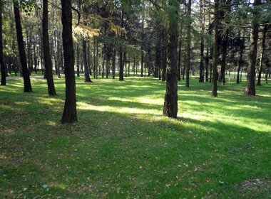 kuru bir günde iğne yapraklı orman