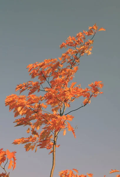 Red oak leafs at autumn — Stock Photo, Image