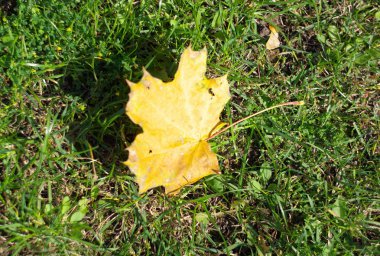 Sarı akçaağaç yaprakları