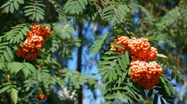 Kuru ve güneşli bir günde Ashberry