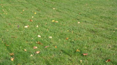 Sarı akçaağaç çimenlerin üzerinde yapraklar