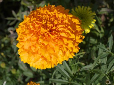 Kuru gün sarı çiçek