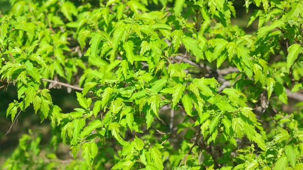 Arbre au jour du printemps — Photo