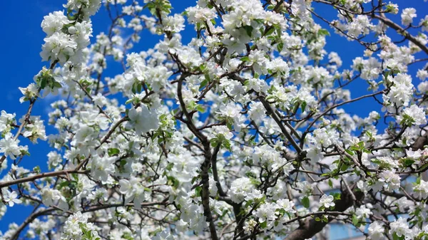 Apple Flower at Spring — Stock Photo, Image