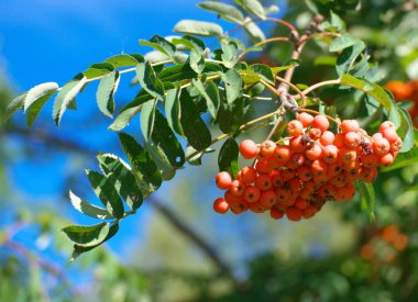 Kuru ve güneşli yaz gününde Ashberry