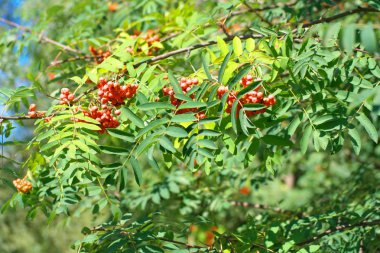 Kuru ve güneşli yaz gününde Ashberry