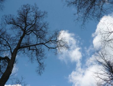 Woods gökyüzü arka plan üzerinde