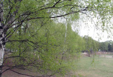 Şehir parkında bahar