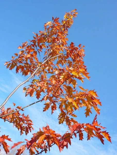 Kırmızı akçaağaç sonbahar — Stockfoto