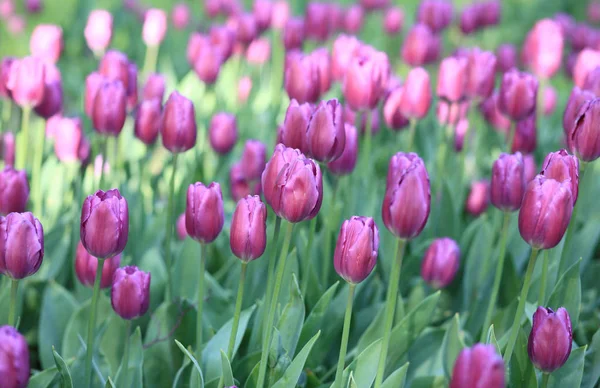 Red Tulip at Spring — Stock Photo, Image