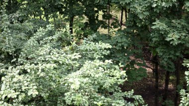 kuru bir günde yaz ağacı