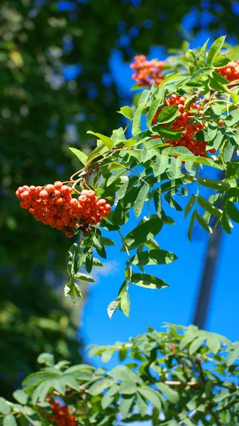 Ashberry a giorno estivo soleggiato secco — Foto Stock