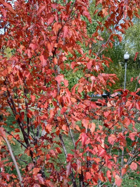 Jesienią liście dębu czerwonego — Zdjęcie stockowe