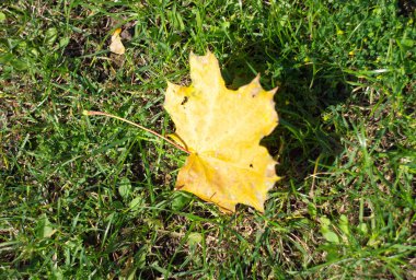 Sarı akçaağaç yaprakları