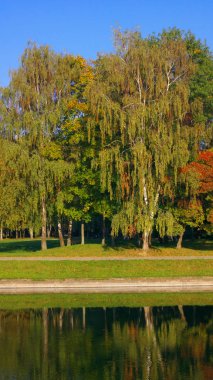 Şehir parkı altın yağmuru