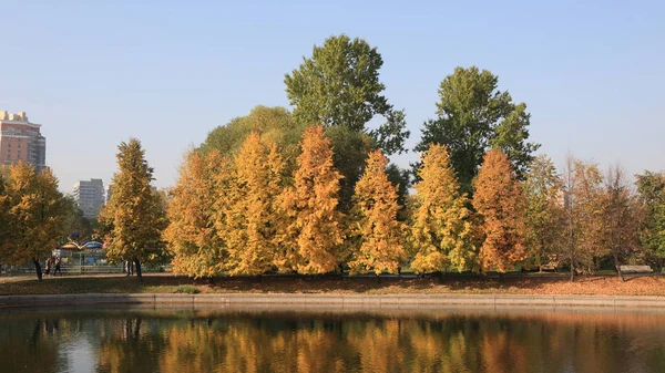 Şehir parkı altın yağmuru — Stok fotoğraf