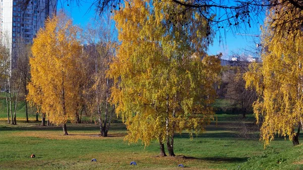 Береза в осенний день — стоковое фото