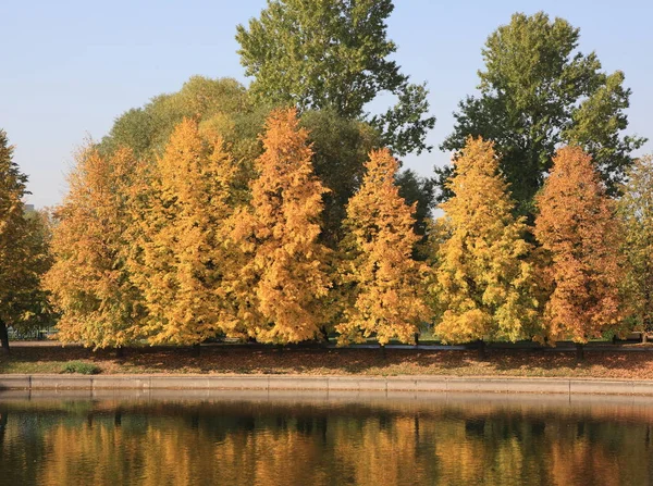 Şehir parkı altın yağmuru — Stok fotoğraf