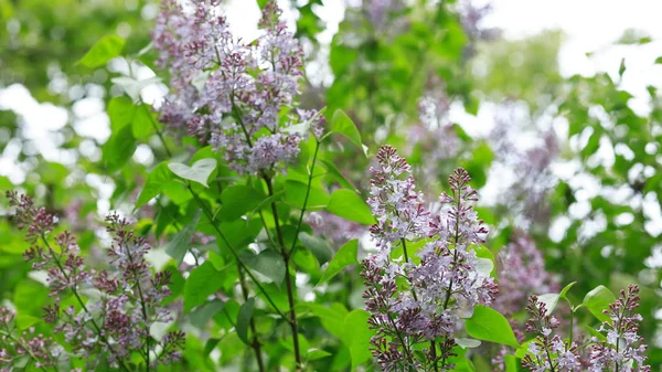 (Inggris) Lilac di Spring — Stok Foto