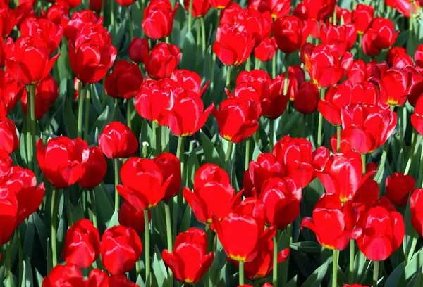 Červený tulipán na jaře — Stock fotografie