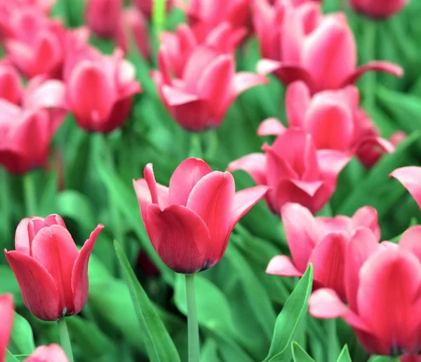 Tulipe rouge au printemps — Photo