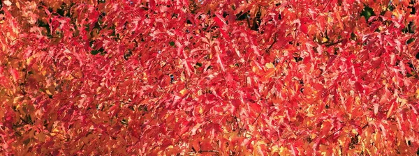 Red and yellow leafs — Stock Photo, Image
