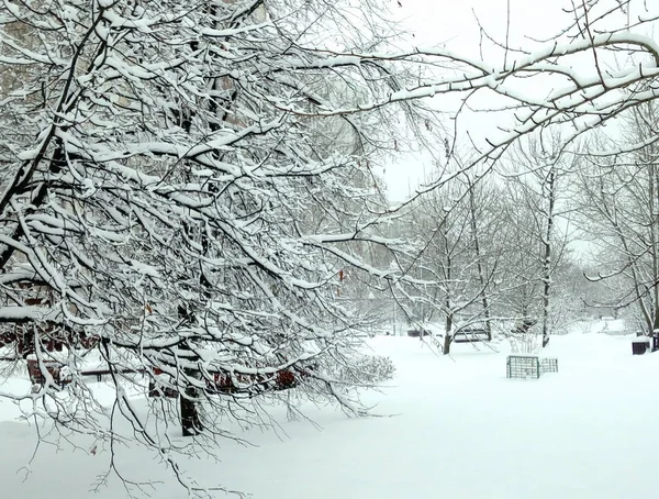 Park miejski po opadach śniegu w dzień — Zdjęcie stockowe