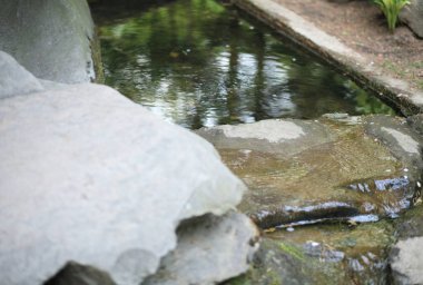 Japonya 'nın gündüz bahçesi
