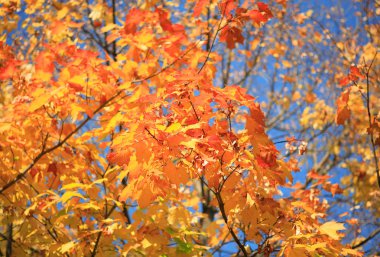 Sarı ağacının yaprakları