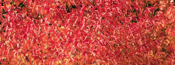红色和黄色的树叶 — 图库照片