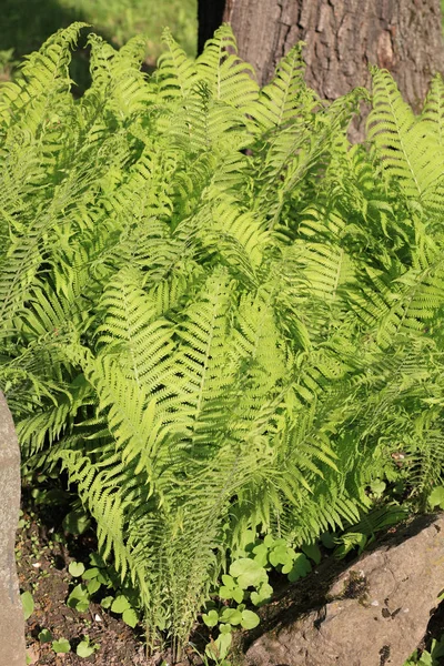 Helecho verde en el día — Foto de Stock