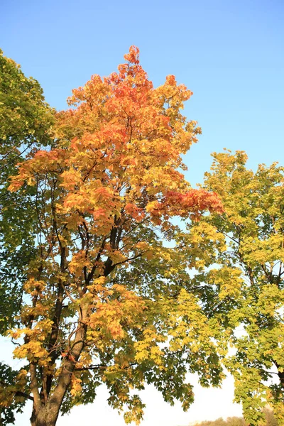Yellow maple leafs on tree — Stock Photo, Image