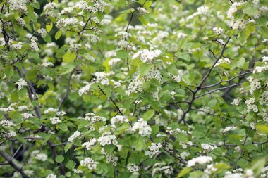 kiraz ağacı çiçek