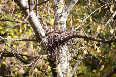 Ağaçtaki kıvrımlı yuva