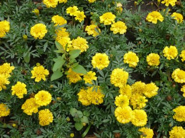 flowerbed sarı çiçekler