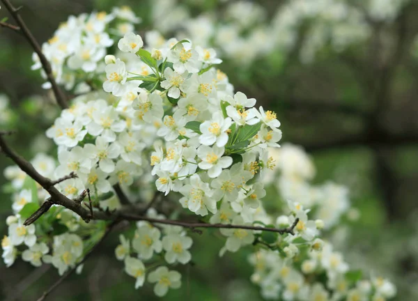 Cherry-tree flower — Stock Photo, Image