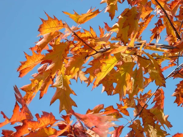 秋の赤もみじ — ストック写真