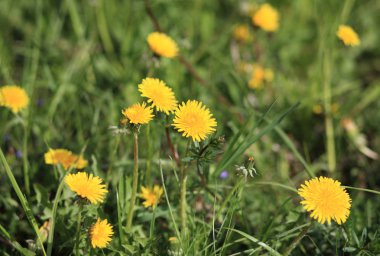 Bahar günü karahindiba