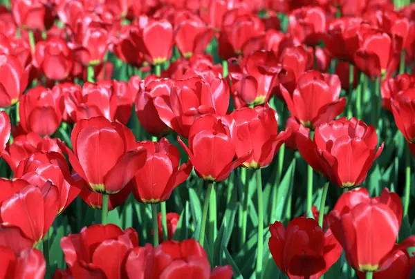 Tulipe rouge au printemps — Photo
