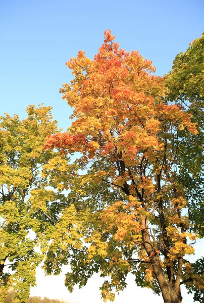 Yellow maple leafs on tree — Stock Photo, Image