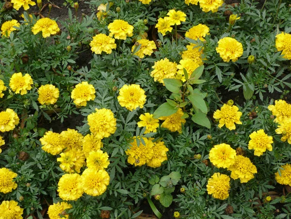 Yellow flowers on flowerbed — Stock Photo, Image