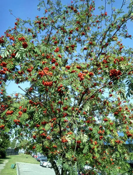 Ashberry à la journée sèche ensoleillée — Photo