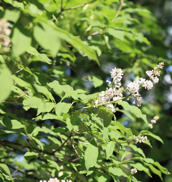 Lila op lente — Stockfoto