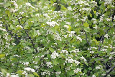 kiraz ağacı çiçek