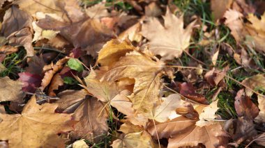 Sonbaharda sarı akçaağaç halısı