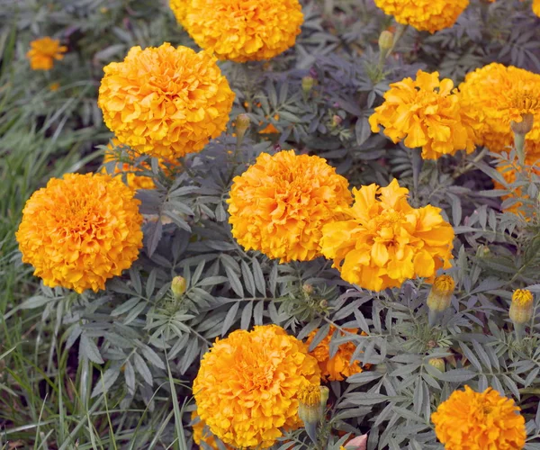 Желтые цветы в сухой день — стоковое фото